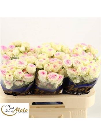 R TR GELATO 60CM