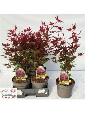 ACER PA ATROPURPUREU