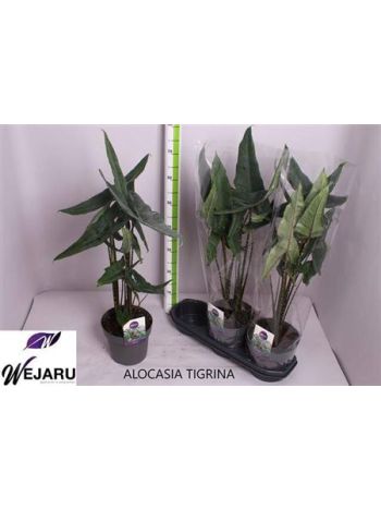 ALOC ZEBRINA