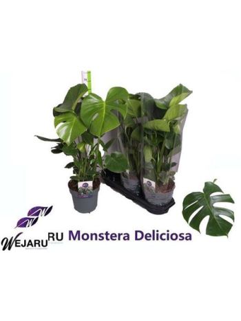 MONSTERA DELICIOSA