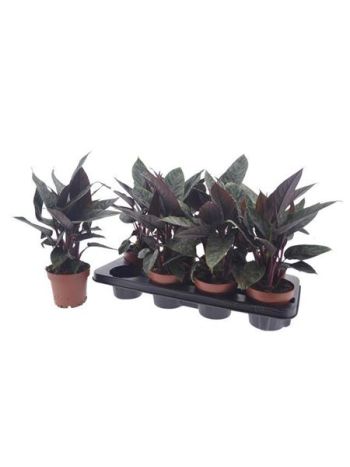 APOB ACUMINATISSIMA