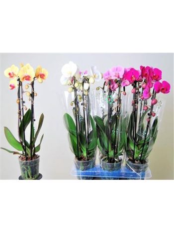 PHAL 2 ÁG CASCADE