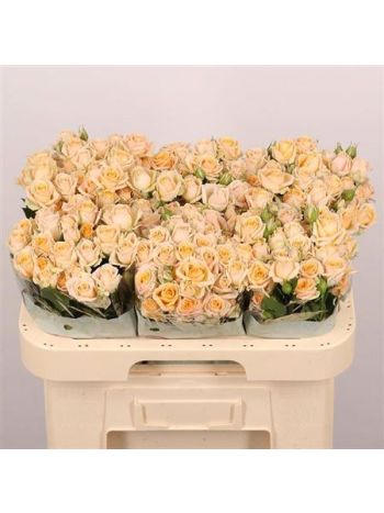 R TR TRINITY 60CM