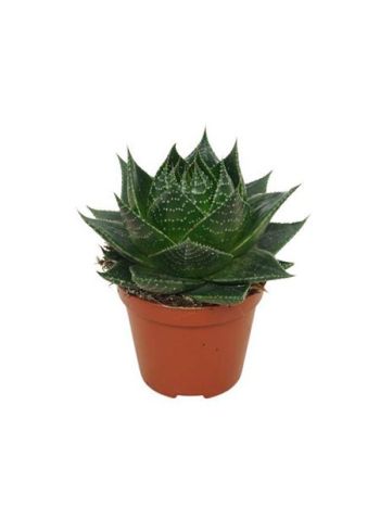 ALOE COSMO