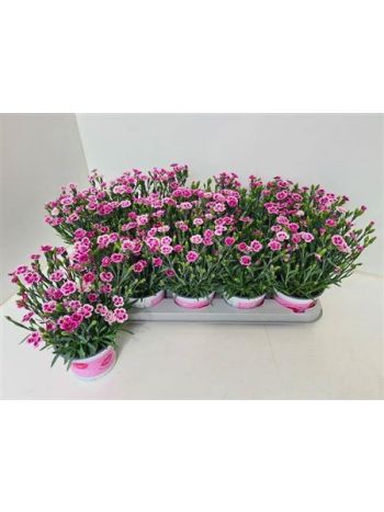 DIANTHUS PINK KISSES