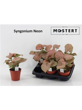 SYNG NEON PINK