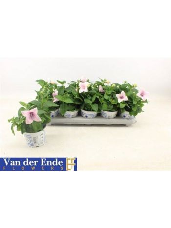 PLATYCO GR PST PINK