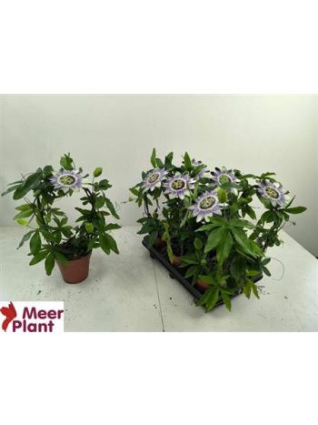 PASS CAERULEA