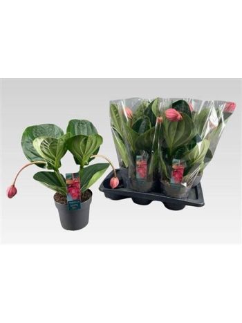 MEDIN MAG FLAMENCO 2+