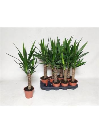 YUCCA 1 TÖRZSES