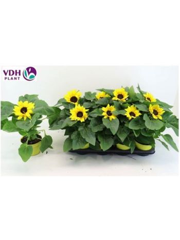 HELIANT SUNR YELLOW