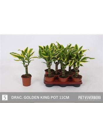 DRA FRAG GOLDEN KING