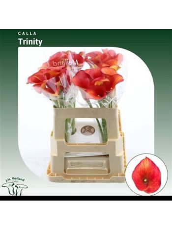 ZANT CAPT TRINITY 55CM