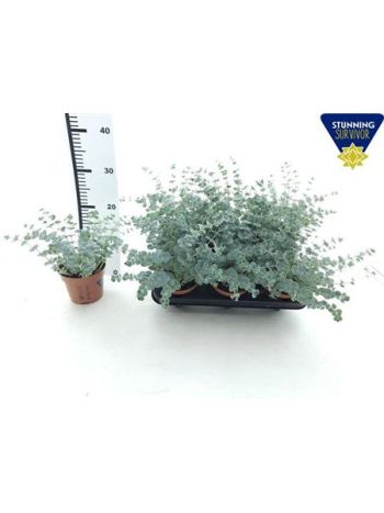 SEDUM SIEBOLDII