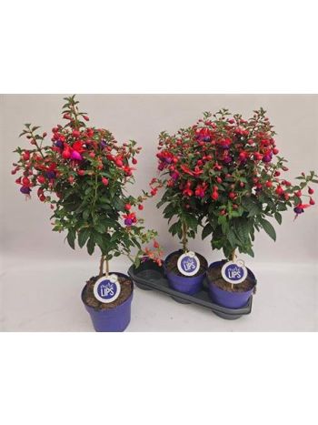 FUCHSIA TÖRZSES