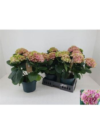 HYDR M ROSE GREEN