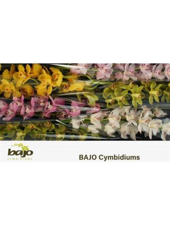 CYMB T *6 GEM 80CM
