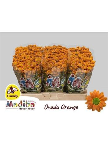 CHR SAN MAD OVADA OR
