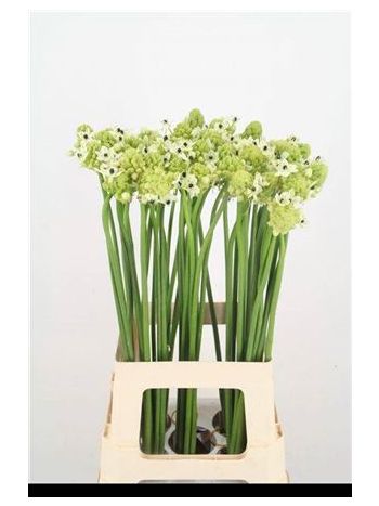 ORNIT SAUNDERSIAE 70CM