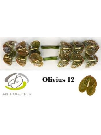 ANTH A OLIVIUS *12