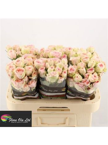 R TR RLM ING KRISTI 60CM