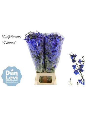 DELPH EN DONNA 80CM