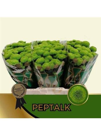 CHR SAN AAA PEPTALK
