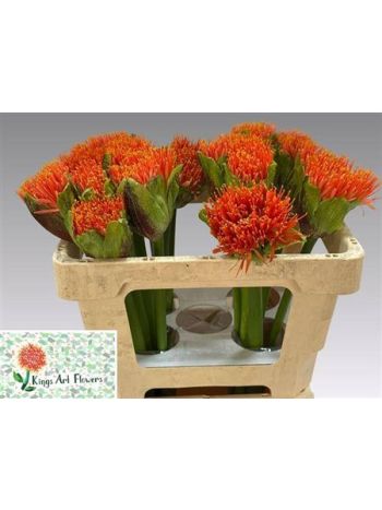 SCADOXUS OV 50CM -%