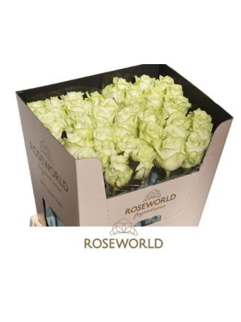 R GR WHITE NAOMI! 70CM