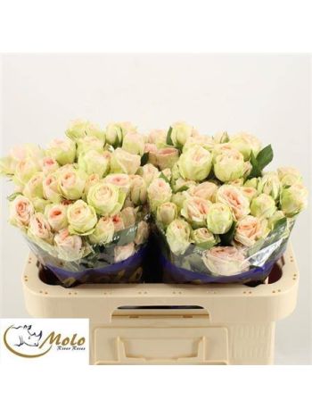 R TR RLM ING KRISTI 60CM