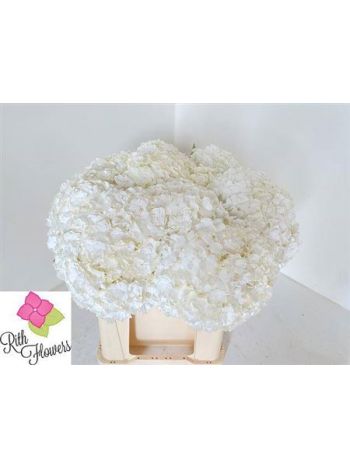 HYDR M ROYAL HIGHNES 50CM