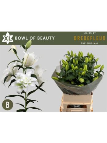 LI OR DU BO OF BEAUT 95CM