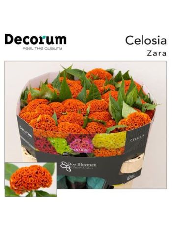 CEL C ACT ZARA