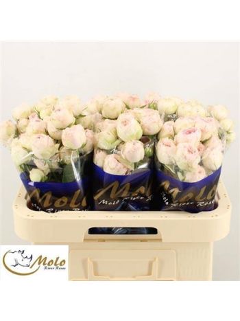 R TR MANSFIELD PARK 60CM