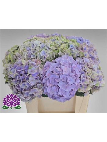 HYDR M MY MINERVA 50CM