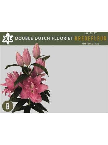 LI OR DD FLUORIET 95CM