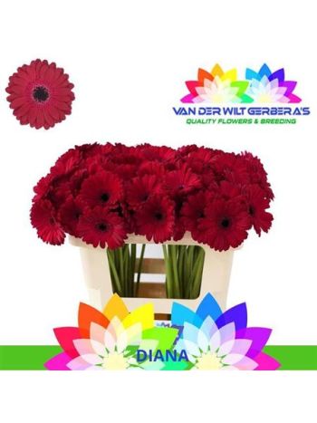 GE MI DIANA - %
