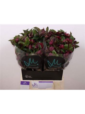 HELL MAMMOTH RED 45CM