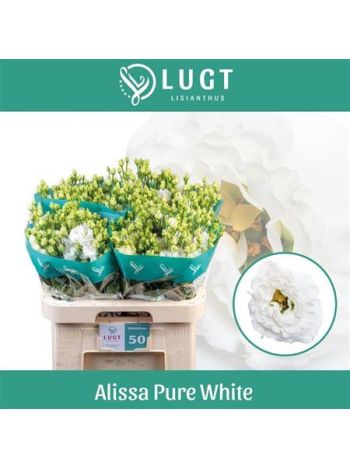 EUS G ALISSA PUR WHI - %