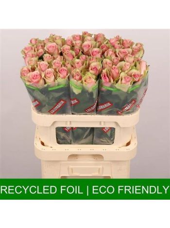 R GR BELLE ROSE 80CM - %