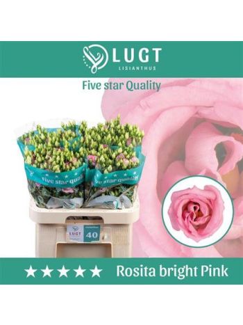 EUS G ROSI BRIGHT PI