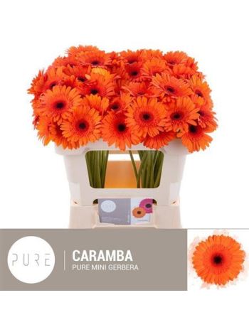 GE MI CARAMBA -%
