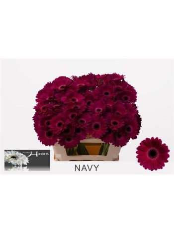 GE MI NAVY