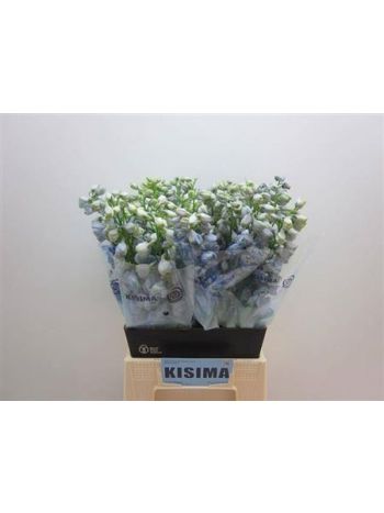 DELPH EL GUARD LAVEN 50CM