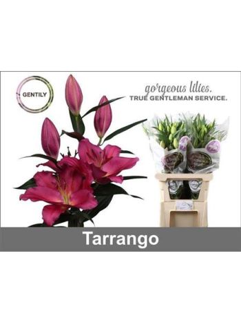 LI OR TARRANGO 100CM - %