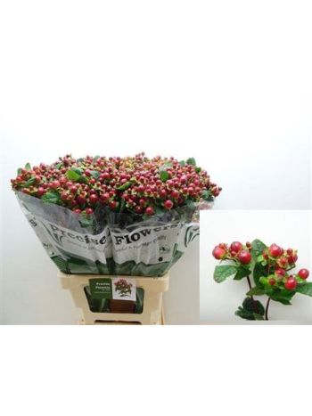 HYP MAG SEASONS 70CM - %