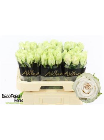 R GR ADALONIA 60CM - %