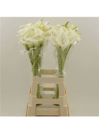 ZANT WHITE ART 70CM