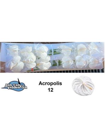 ANTH A ACROPOLIS *12
