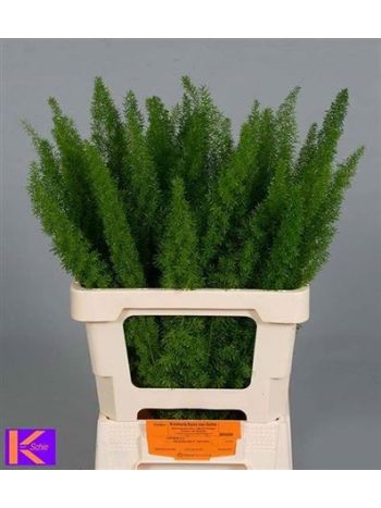 ASP DENS MYERS 60CM